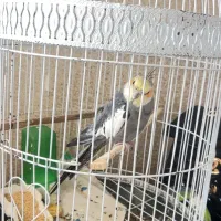 عروس هلندی