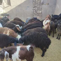 گوسفند بره و بزغاله خوراک خور میش بز قوچ شیشک|حیوانات مزرعه|قم, شهر قائم|دیوار