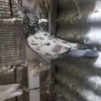 کبوتر|پرنده|خرمآباد, |دیوار