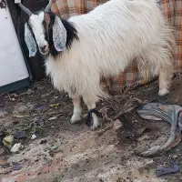 بزغاله چاق وسرحال پول لازمم