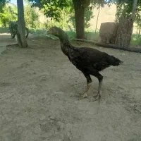 جوجه لاری
