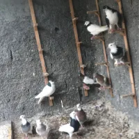 کفتر طوقی چپ کله ساده سینه