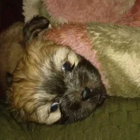 توله شیتزو|سگ|مسجد سلیمان, |دیوار