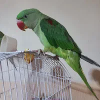 شاه طوطی نر|پرنده|مراغه, |دیوار