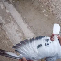 گمشده|حیوانات|برازجان, |دیوار