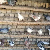 کبوتر پرشی|پرنده|اصفهان, قائمیه|دیوار