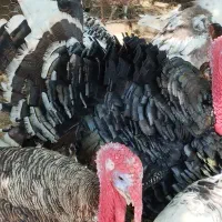 بوقلمون بزرگ