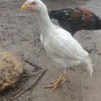 جوجه لاری ۴ ماهه دانگ بالا