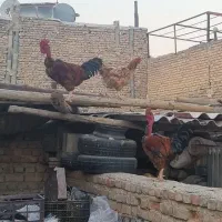مرغ و خروس