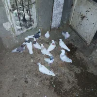 کفتر