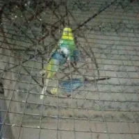 6عدد مرغ عشق