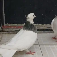 جفت طوقی هفت رنگ|پرنده|مشهد, سیلو|دیوار