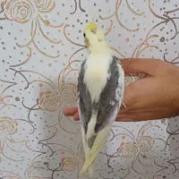 عروس هلندی ماده(لوتینو دوکت)۳ماه نیم.رام.و دستی|پرنده|لاهیجان, لیالستان|دیوار