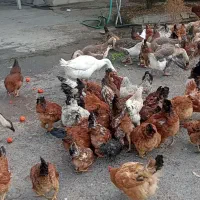 مرغ تخم گذار و قوغاز