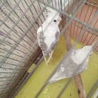 عروس هلندی|پرنده|صدرا-فارس, فاز ۱|دیوار