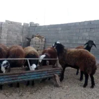 بره ماده|حیوانات مزرعه|رشتخوار, |دیوار