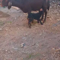 گوسفد و برە و یک عدد کاور میچکە