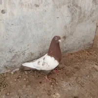 کبوتر نقش و آلمانی