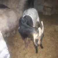 دوراس بز کهره دار