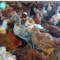 جوجه لری ۱۰عدد موجود است فروش فوری