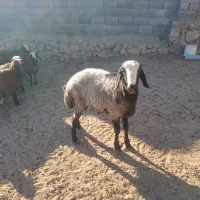 بره نر شال(قوچ شال اصل)