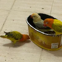 کوتوله برزیلی،طوطی،لاوبرد،طوطی برزیلی|پرنده|بندرعباس, |دیوار