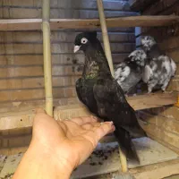 کفتر تهرونی
