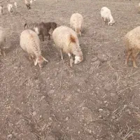 گوسفند‌مغانی‌‌ دامازدوق