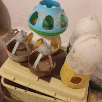 آبخوری کفتر جوجه