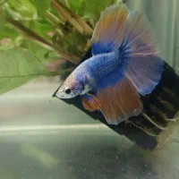 ماهی فایتر نر آماده جفت گیری