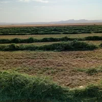 یونجه خوب تمیز خشک