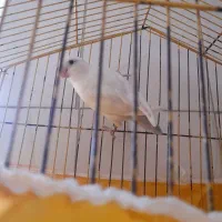 طوطی برزیلی همراه قفس