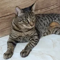 گربه ببری نر گمشده