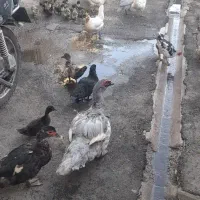 اردک طوسی