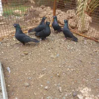 ۷عدد زاغ بازیکن برای فروش ادرس فهرج|پرنده|فهرج, |دیوار