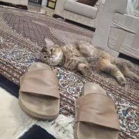 گربه‌|گربه|ارومیه, |دیوار