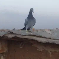 کفتر آلمانی