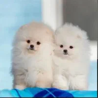 توله سگای پامرانین عروسکی