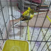 قناری رسمی بلند