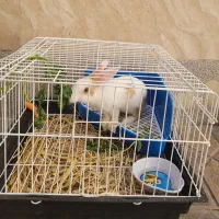 خرگوش سه ماهه|موش و خرگوش|تبریز, |دیوار
