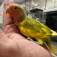 جوجه مینا و نرگسی و کوتوله دستی