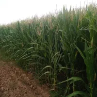 ذرت علوفه ای
