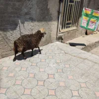 بره سبک ماده
