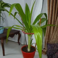 گل سوسن عنکبوتی