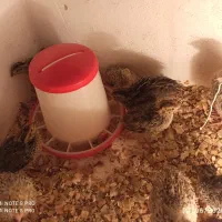 جوجه،تخم بلدرچین