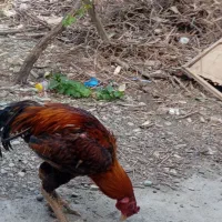 خروس لاری