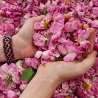 عصاره زعفران آترینا|عمده‌فروشی|ری, |دیوار