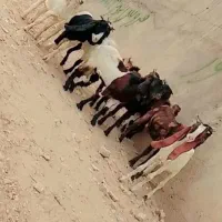 سلام ۱۰عددبز نر چنابیش|حیوانات مزرعه|کارون, |دیوار