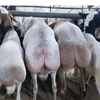 بره چاق واسه قربانی