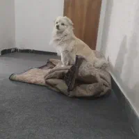 سگ پاکوتاه طرفای هنرستان گمشده|سگ|زنجان, |دیوار